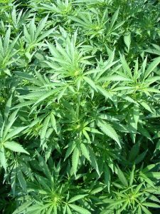 48715_marijuana_plants_growing_outdo.jpg