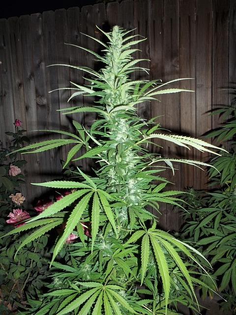 cannabis-364568_640.jpg